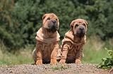 SHAR-PEI 823